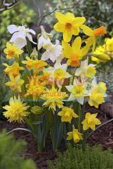 Daff Miniature mixed.jpg